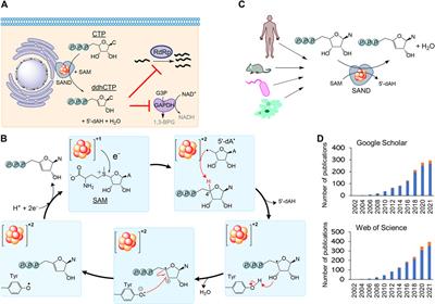 Radical-SAM dependent nucleotide dehydratase (SAND), rectification of the names of an ancient iron-sulfur enzyme using NC-IUBMB recommendations